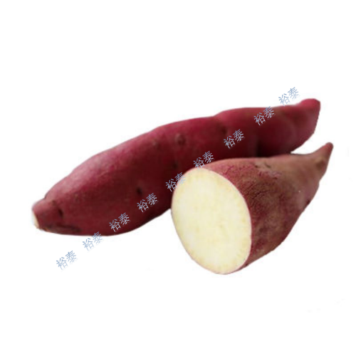 日本蕃薯（金時）